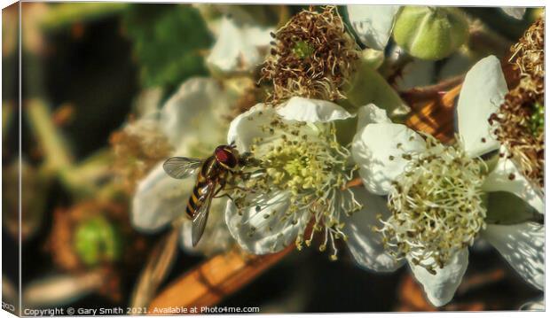 Hoverfly Pollenating Wildflower Canvas Print by GJS Photography Artist