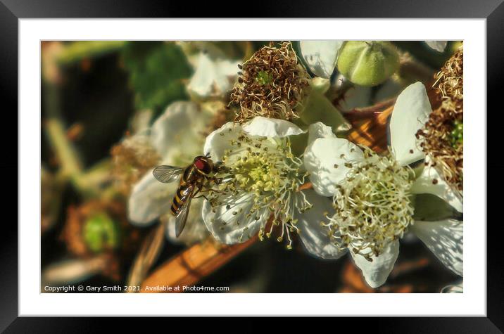 Hoverfly Pollenating Wildflower Framed Mounted Print by GJS Photography Artist