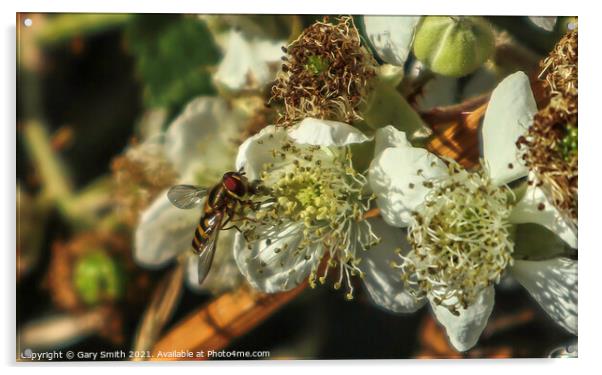 Hoverfly Pollenating Wildflower Acrylic by GJS Photography Artist