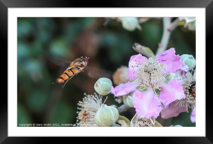 Hoverfly In Flight Framed Mounted Print by GJS Photography Artist