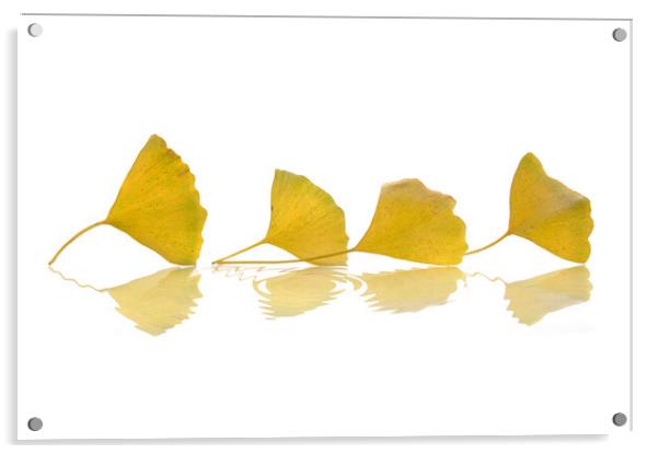 Four gingko leaves in autumn on white background Acrylic by Delphimages Art