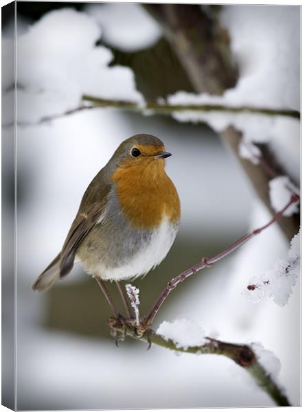 ROBIN IN THE SNOW (2) Canvas Print by Anthony R Dudley (LRPS)
