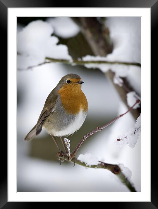 ROBIN IN THE SNOW (2) Framed Mounted Print by Anthony R Dudley (LRPS)