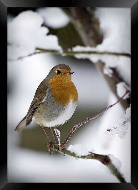 ROBIN IN THE SNOW (2) Framed Print by Anthony R Dudley (LRPS)