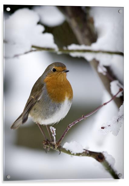 ROBIN IN THE SNOW (2) Acrylic by Anthony R Dudley (LRPS)