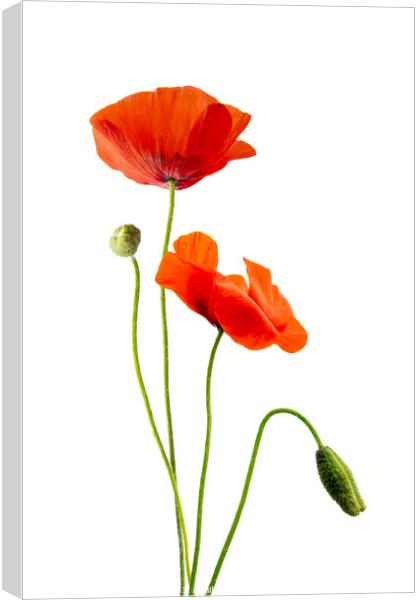 Just poppies, red wild poppy flowers on white Canvas Print by Delphimages Art