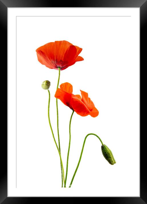 Just poppies, red wild poppy flowers on white Framed Mounted Print by Delphimages Art