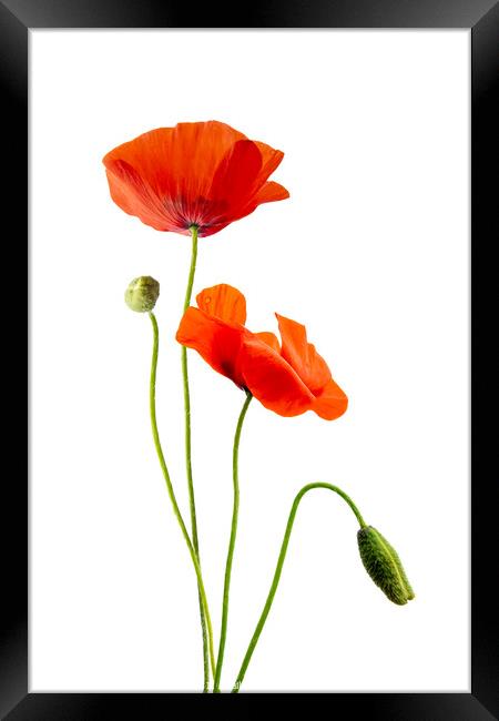 Just poppies, red wild poppy flowers on white Framed Print by Delphimages Art
