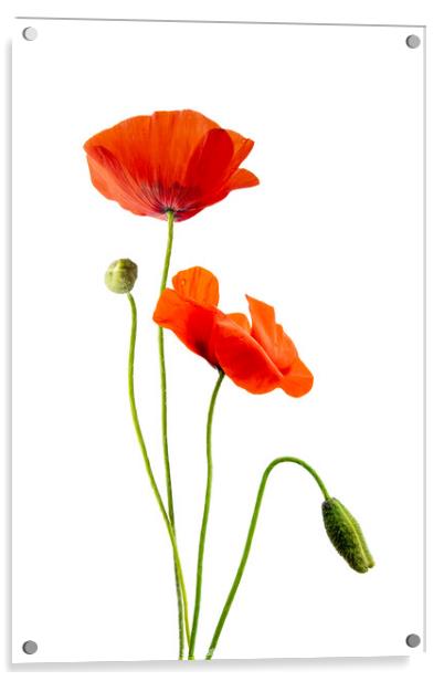 Just poppies, red wild poppy flowers on white Acrylic by Delphimages Art