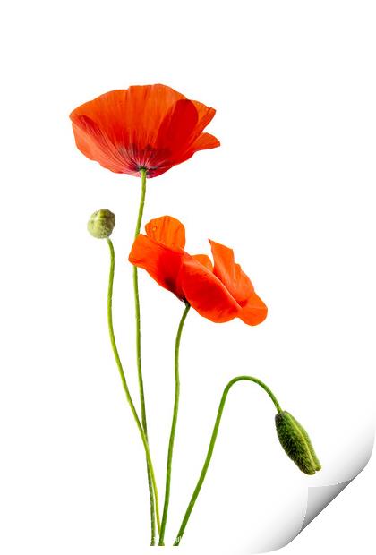 Just poppies, red wild poppy flowers on white Print by Delphimages Art