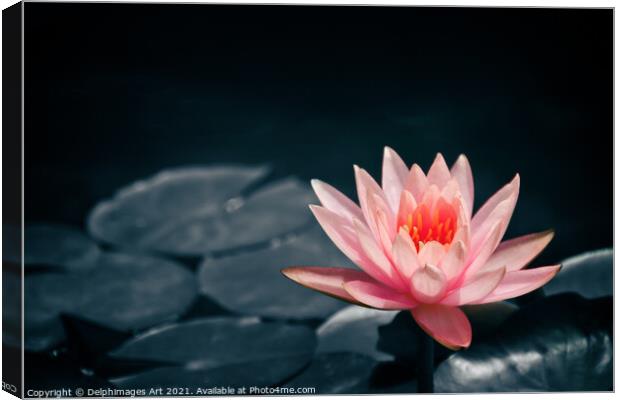 Pink water lily in a pond, selective color Canvas Print by Delphimages Art