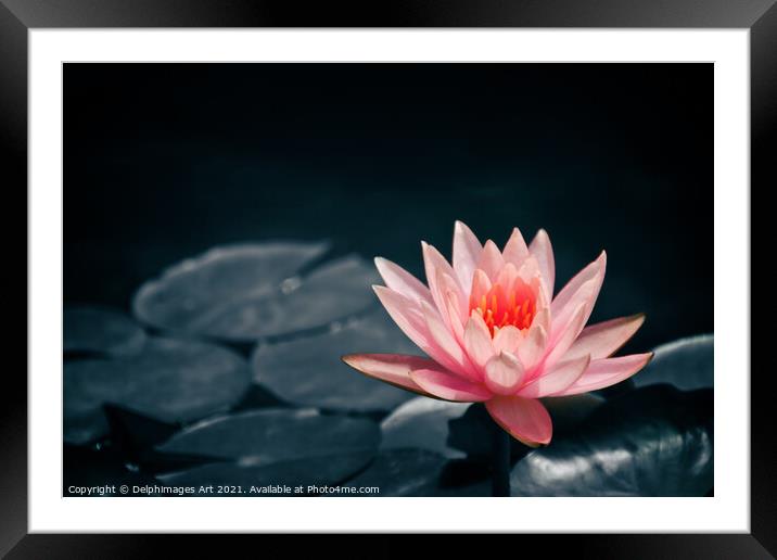Pink water lily in a pond, selective color Framed Mounted Print by Delphimages Art
