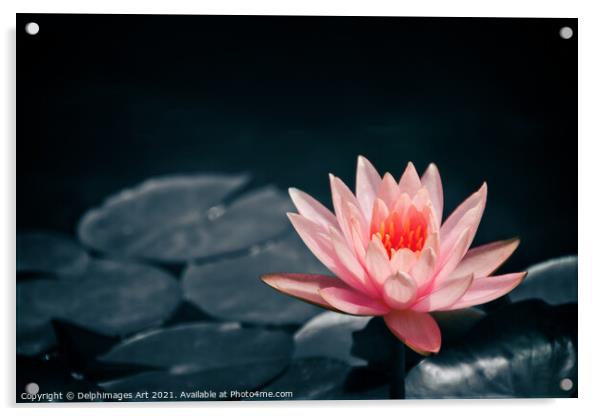 Pink water lily in a pond, selective color Acrylic by Delphimages Art