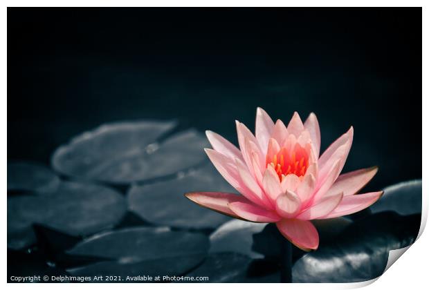 Pink water lily in a pond, selective color Print by Delphimages Art