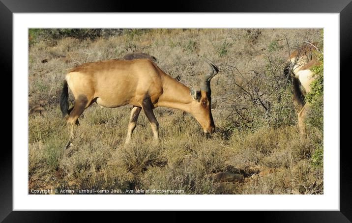 Red hartebeest bull grazing Framed Mounted Print by Adrian Turnbull-Kemp