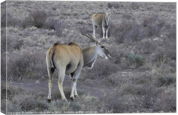 A pair of common Eland Canvas Print by Adrian Turnbull-Kemp