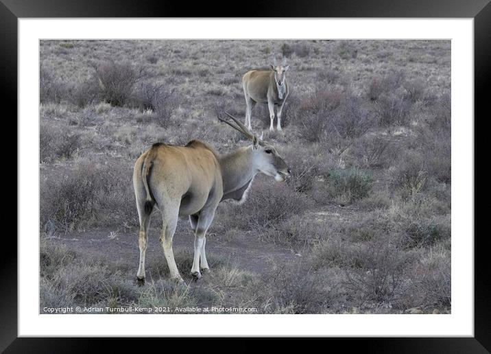 A pair of common Eland Framed Mounted Print by Adrian Turnbull-Kemp