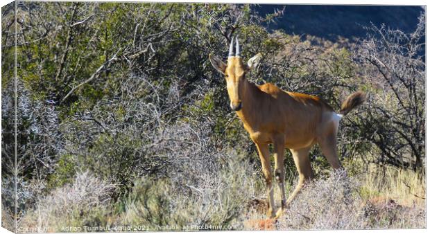 Curious immature red hartebeest Canvas Print by Adrian Turnbull-Kemp