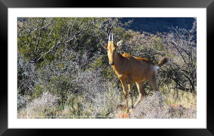Curious immature red hartebeest Framed Mounted Print by Adrian Turnbull-Kemp