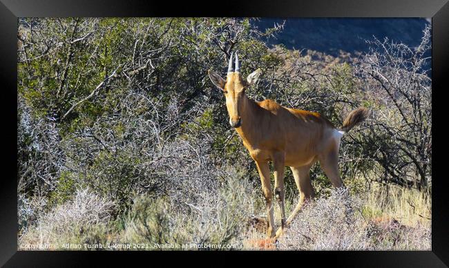 Curious immature red hartebeest Framed Print by Adrian Turnbull-Kemp