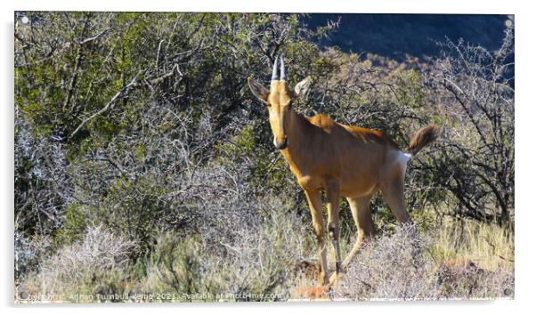 Curious immature red hartebeest Acrylic by Adrian Turnbull-Kemp