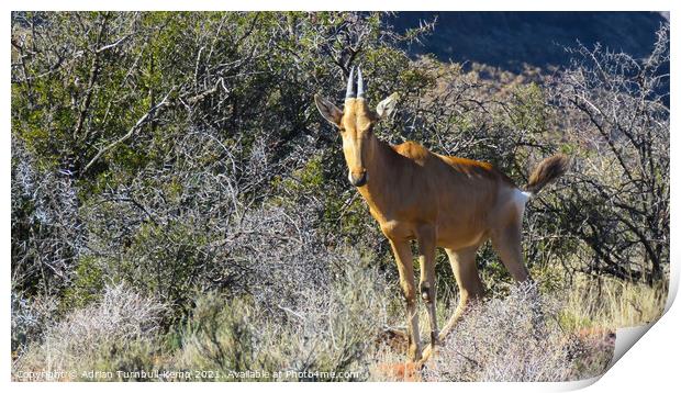 Curious immature red hartebeest Print by Adrian Turnbull-Kemp