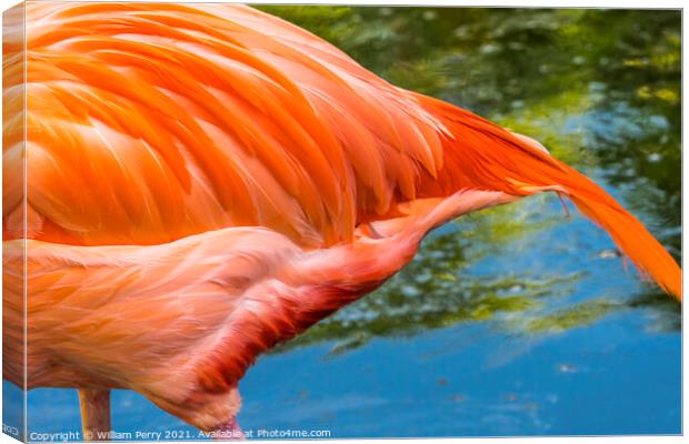 Colorful Orange Pink Feather American Flamingo Florida Canvas Print by William Perry