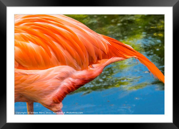 Colorful Orange Pink Feather American Flamingo Florida Framed Mounted Print by William Perry