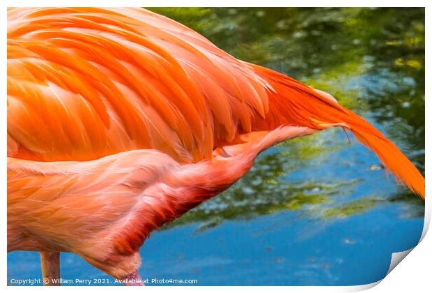 Colorful Orange Pink Feather American Flamingo Florida Print by William Perry
