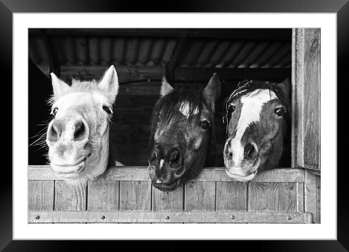 Three funny horses in their stables, fun animals Framed Mounted Print by Delphimages Art