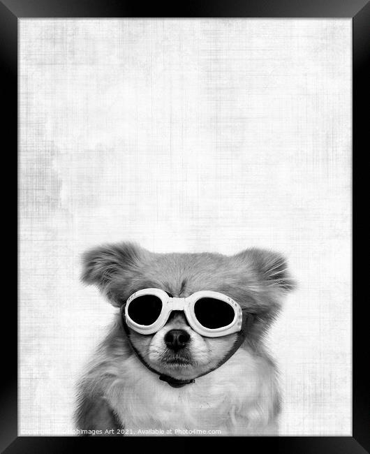 Funny dog with goggles, black and white Framed Print by Delphimages Art