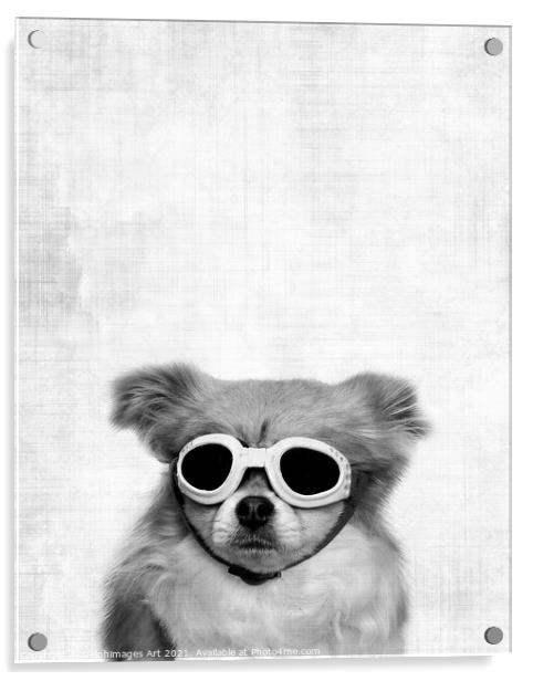 Funny dog with goggles, black and white Acrylic by Delphimages Art