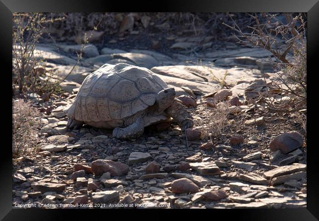 Wandering tortoise Framed Print by Adrian Turnbull-Kemp