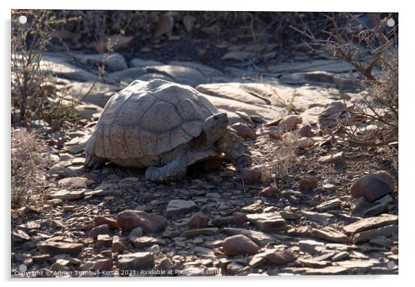 Wandering tortoise Acrylic by Adrian Turnbull-Kemp