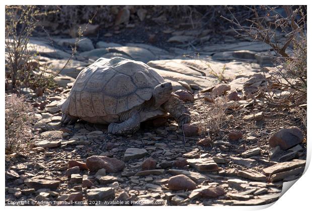 Wandering tortoise Print by Adrian Turnbull-Kemp