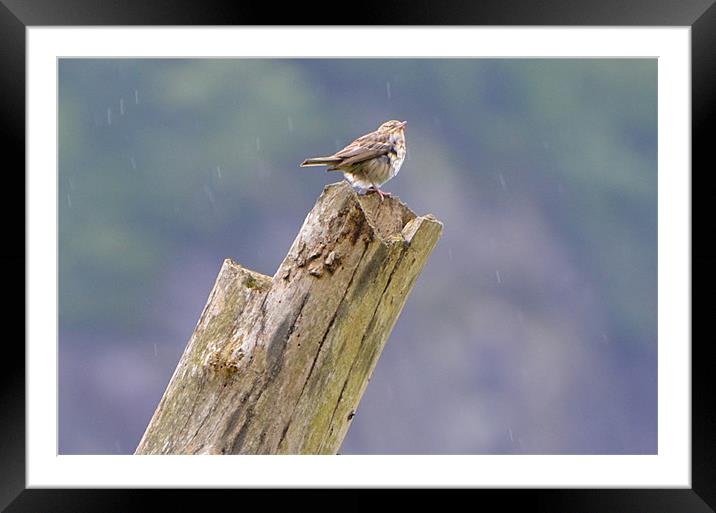 Spotted Flycatcher in the Rain Framed Mounted Print by Paul Leviston