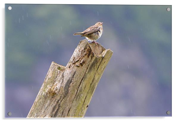 Spotted Flycatcher in the Rain Acrylic by Paul Leviston