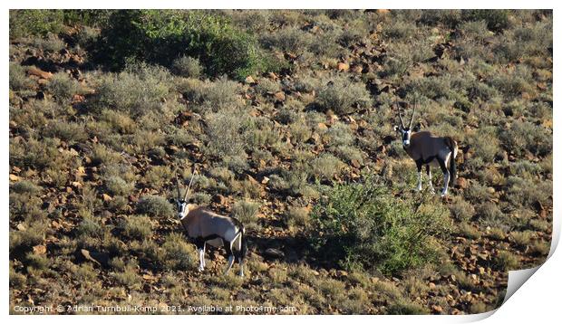 A pair of Gemsbok Print by Adrian Turnbull-Kemp