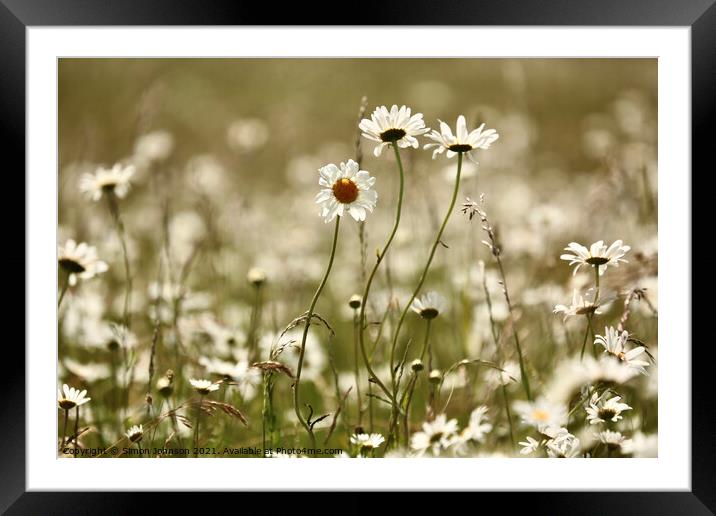 Daisys standing proud Framed Mounted Print by Simon Johnson