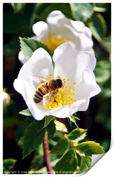 Honey bee at work Print by craig hopkins