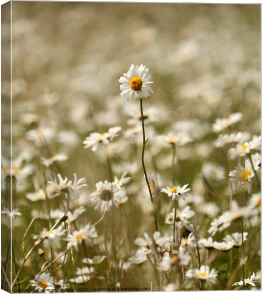 Stand out daisy Canvas Print by Simon Johnson