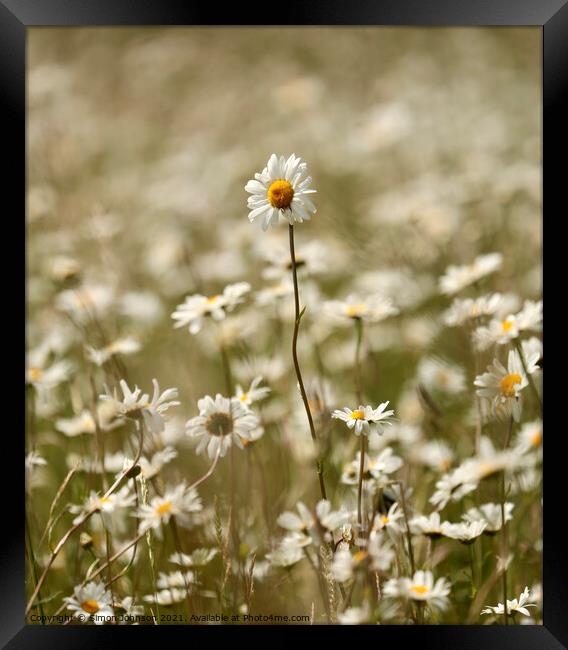 Stand out daisy Framed Print by Simon Johnson