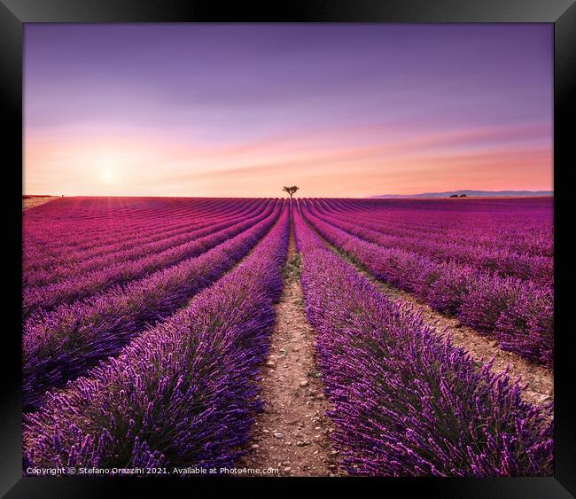 Lavender and Lonely Tree at Sunset. Provence Framed Print by Stefano Orazzini