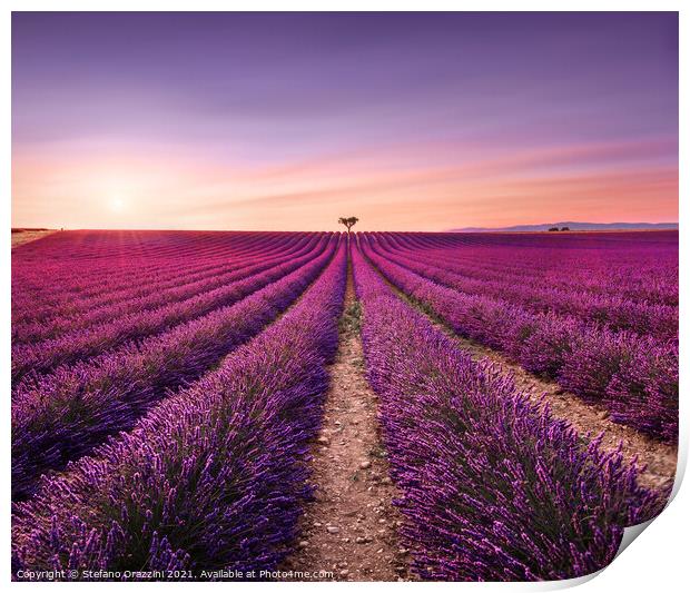 Lavender and Lonely Tree at Sunset. Provence Print by Stefano Orazzini