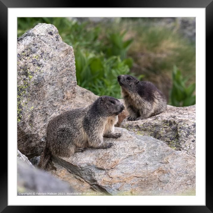 Marmots in Cervinia @FabrizioMalisan Photography-6202 Framed Mounted Print by Fabrizio Malisan