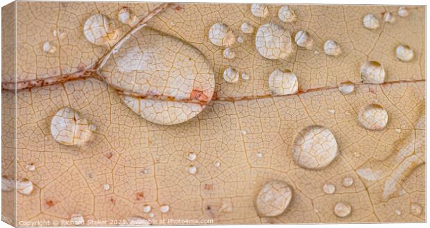Water on Leaf Canvas Print by Richard Stoker