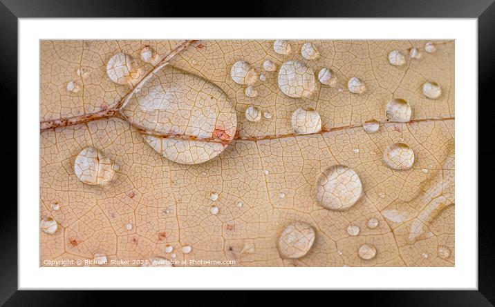 Water on Leaf Framed Mounted Print by Richard Stoker