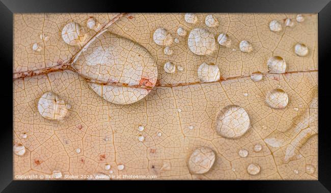 Water on Leaf Framed Print by Richard Stoker