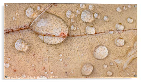 Water on Leaf Acrylic by Richard Stoker