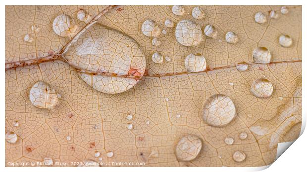 Water on Leaf Print by Richard Stoker